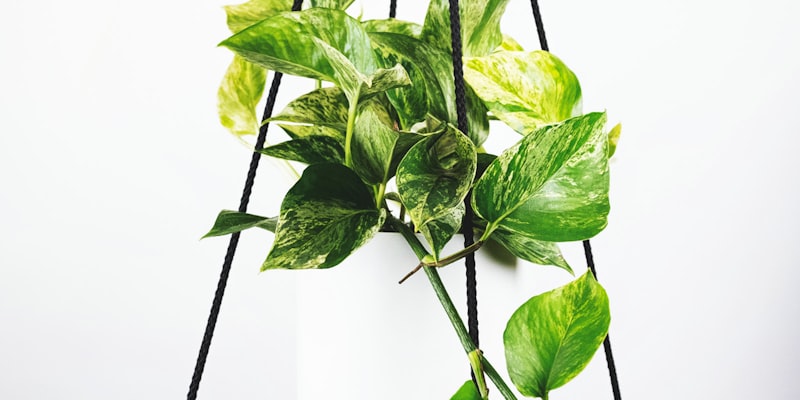 足球运动员在训练中练习射门的技术动作